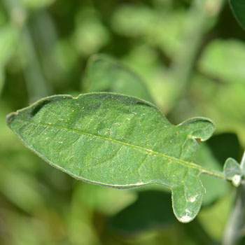 Purple Nightshade; note leaf with ear-lobe looking structure at base. Leaves variable from ovate to oblong-lanceolate. Solanum xanti 